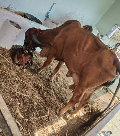 ગિર ગાય વેસવા ની છે