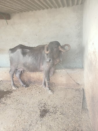 ભેસ વેસવાનીછે