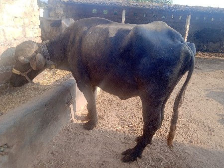 વિજય