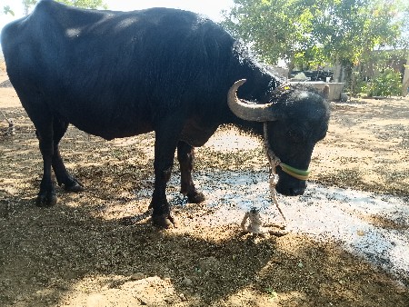 ભેંસ વેચવાની છે 85 હજાર કિંમત