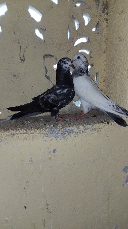 કબૂતર વેચવાના છે 4 કબૂતર વેચવાના છે