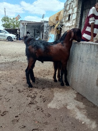 બકરા