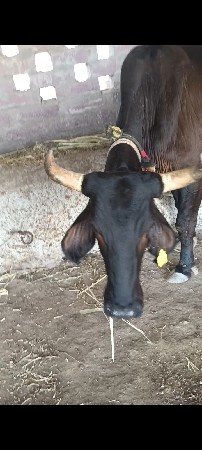 ગળગોટડી બાબરા અમરેલી