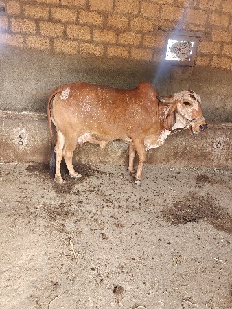 વેચવાની છે ગીર ગાય