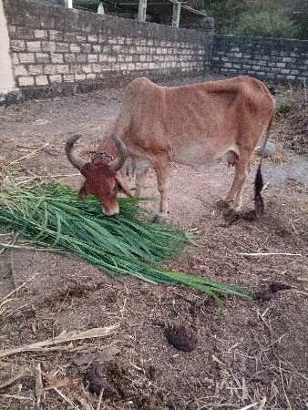 ગાયછૅ