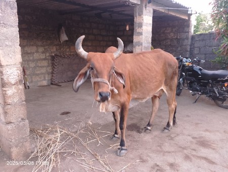 આ દેસિ ગાય વેચવાની છે