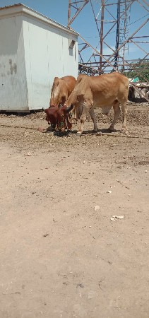 શિવ સાહેબ શિવ સાહેબ