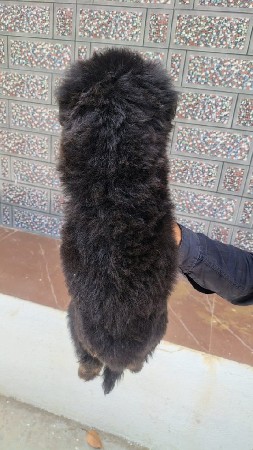 german shepherd puppy