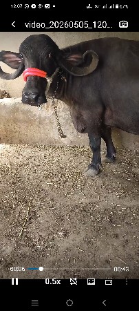 ભેંસ વેચવાની છે