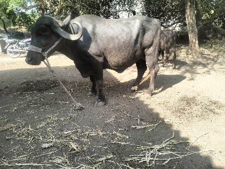 ખળેલી વેચવાની છે
