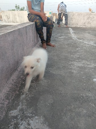 dog