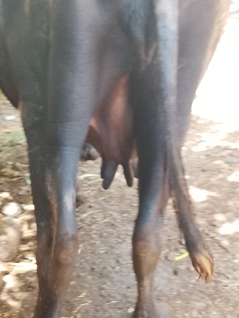 વેસવાની