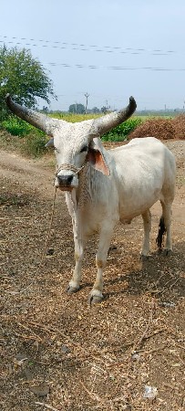 2 vavani vavel se
