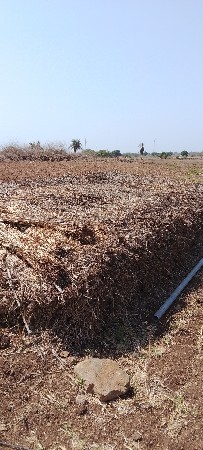 જુવાર વેચવાની છે