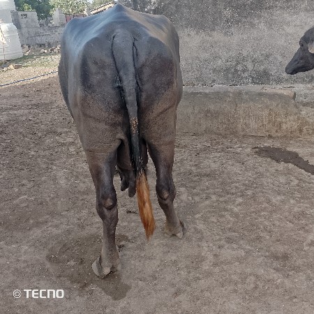 6 છ મહિના નો ભાવ