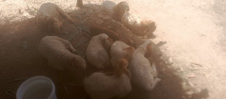 પાલીતાણા બાજુથી લાવેલા છેં ઓરીજનલ