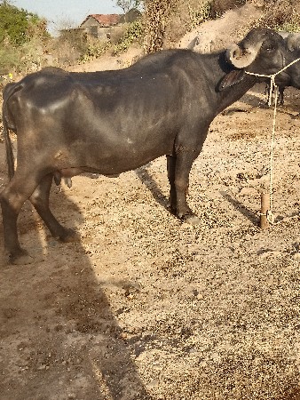 આ ભેંસ વેચવાની છે