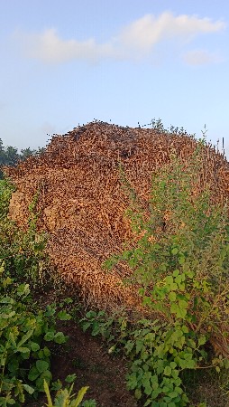 સારો બાજરો નો 12