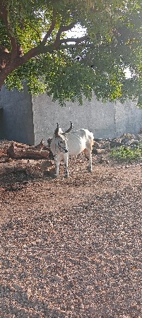 જમણી