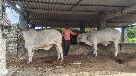 બળદ વેચવાના છે
