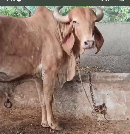 original gir gay vesvani se