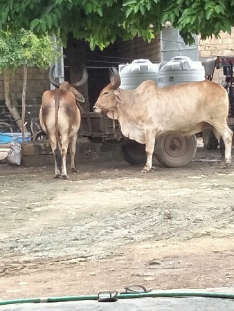 બળદ