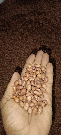 મગફળી  બિયારણ