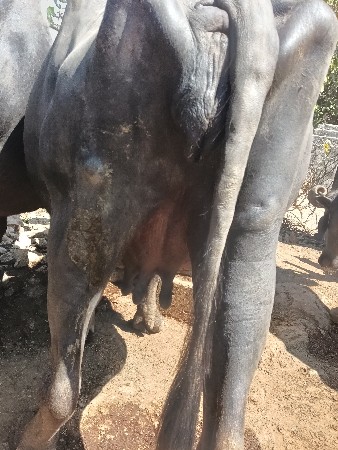 આ ભેસ વેચવા ની છે
