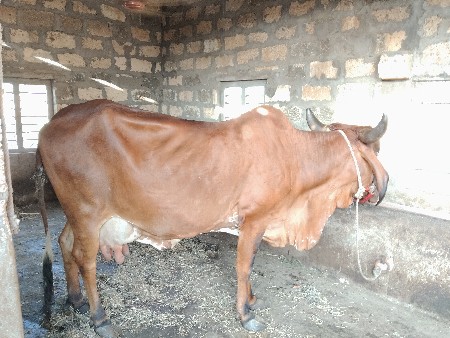 ગીર ગાય વેચવાનીછે