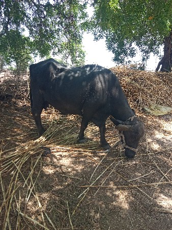 ભેંસ વેચવા ની છે