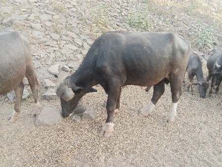 પાડો વેચવાનો છે