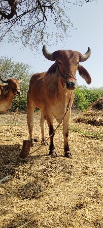 બળદ વેસવાના સે
