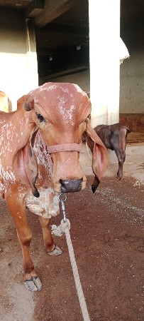 ઓરીજનલ ગીર વાછડી વેચવાની છે.