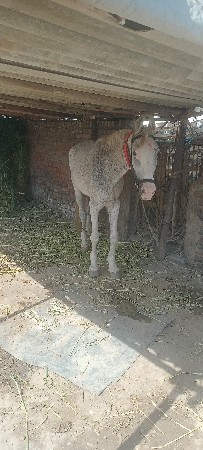ઘોડીનાસાટાકરવાનાછે ઘોડીજોયહાલવારી