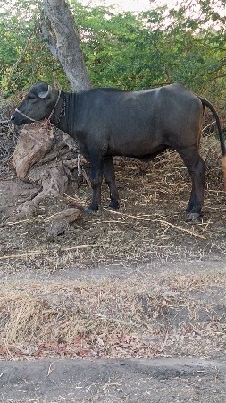 વેચવાની છે