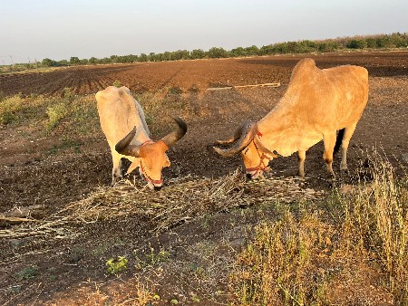 આ નંબર મા ફોન કરો 9978776594