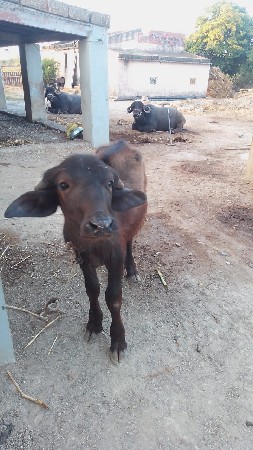 પાડો વેચવાનો છે