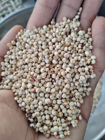 જુવાર વેચવાની છે