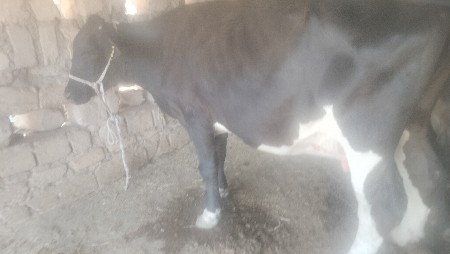 jarsi gayu vechavani se