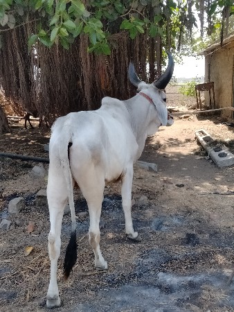 આ ગોટલો આપવાનો છે