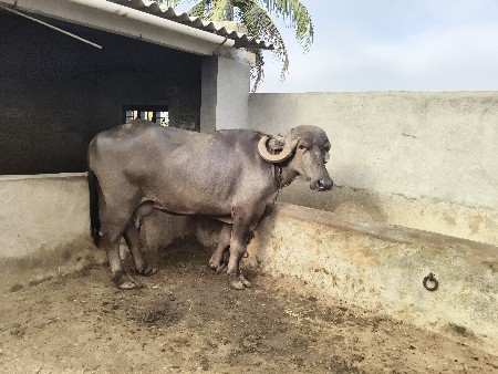 ખડેલી વેસવાની se