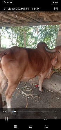 ગીર ગાય વેચવાની છે