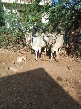 ગોઢલા વેચવાના છે