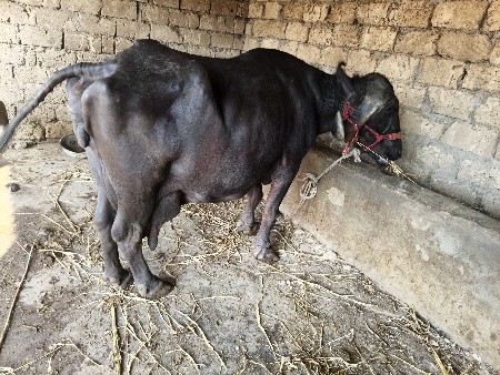સાળા સો સાત લીટર દૂધ મહિના દિવસની