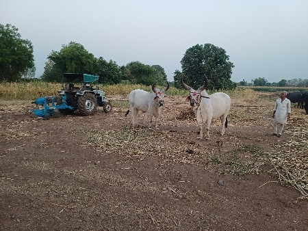 આ બળધ વેચવાના છેબીજી ધર ના છે