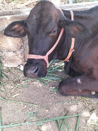 ૨૯ મહિના ની Hf cross હોળકિ
