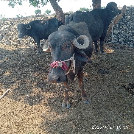 ધાના.ભાઈ.ગઢવી