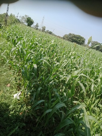 જુવાર નો સારો લીલો વેચવાનો છે