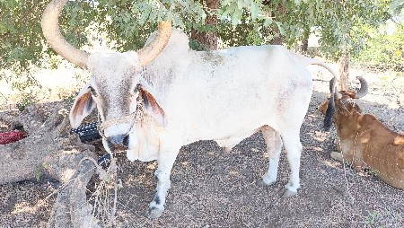 બળદ વેચવા ના છે સોજા