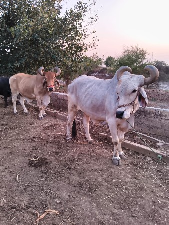 પાચ ધાર ના છે